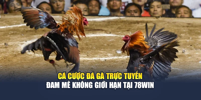 Cá Cược Đá Gà Trực Tuyến – Đam Mê Không Giới Hạn Tại 78win