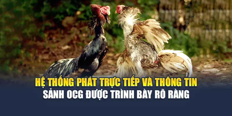 Hệ thống phát trực tiếp và thông tin sảnh đá gà OCG được trình bày rõ ràng