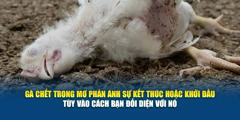 Mơ Thấy Gà Chết Báo Hiệu Điều Gì? Điềm Lành Hay Dữ 5 Gà chết trong mơ phản ánh sự kết thúc hoặc khởi đầu – tùy vào cách bạn đối diện với nó