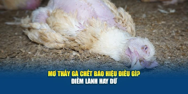 Mơ Thấy Gà Chết Báo Hiệu Điều Gì? Điềm Lành Hay Dữ 4 Mơ Thấy Gà Chết Báo Hiệu Điều Gì? Điềm Lành Hay Dữ